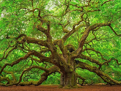 Legno ingegnerizzato: pi forte dell'acciaio ma sostenibile per il pianeta
