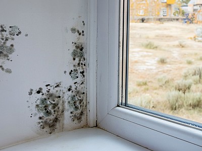 Muffe e funghi addio: cos mantieni la tua casa al sicuro